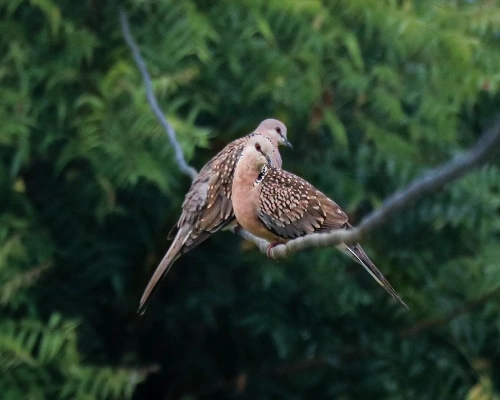  Chitwan National Park Jeep Safari,