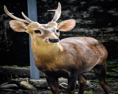  Chitwan National Park Tour Days