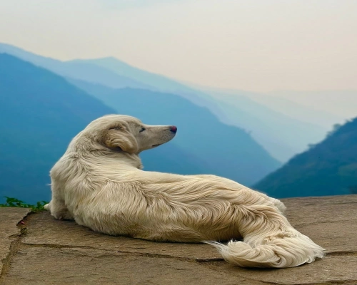 Annapurna Base Camp Days