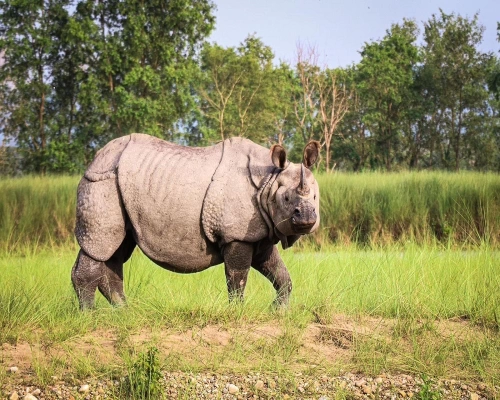 Bardia Park Safari Night Days Cost