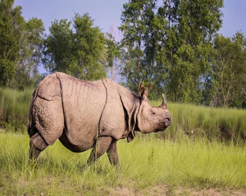 Chitwan National Park Jeep Safari,