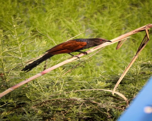 Chitwan National Park Jeep Safari
