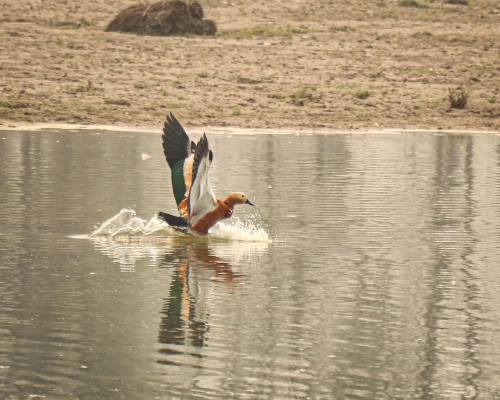 Chitwan National Park Tour Days