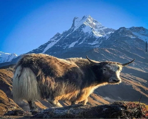 Have You See Ever Yak Annapurna