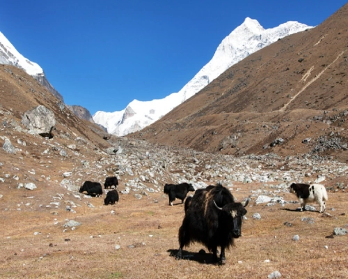 Makalu Base Camp Trekking