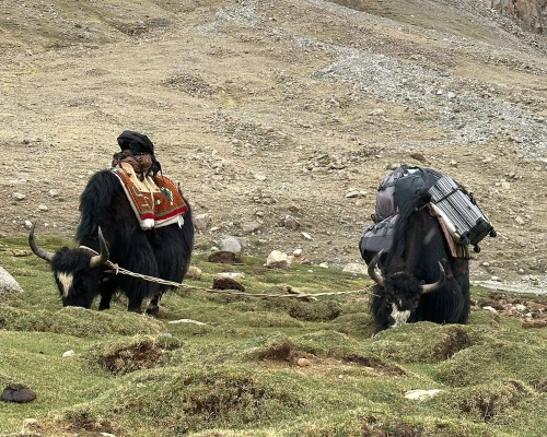 Yak In Kailash Area