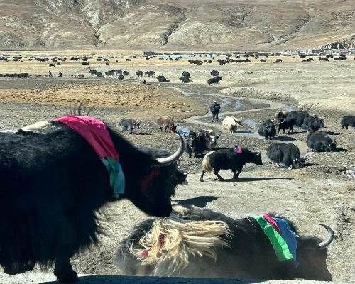 Yak In Tibet