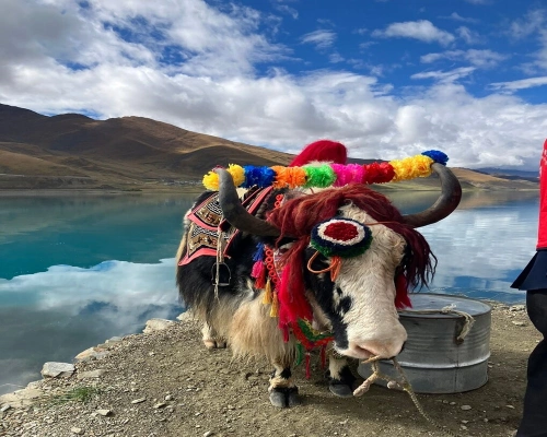 Yaks On Kailash Tibet